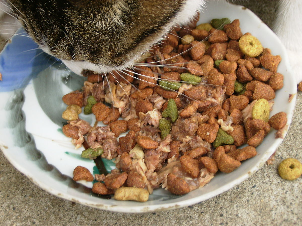 Cat Feed